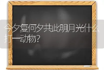 今夕复何夕共此明月光什么打一动物？