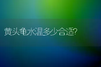 黄头龟水温多少合适？