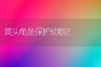 黄头龟是保护动物？