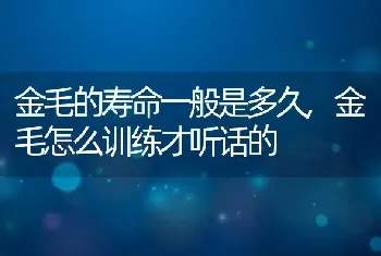 金毛的寿命一般是多久，金毛怎么训练才听话的