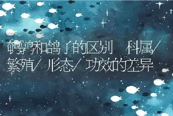 鹌鹑和鸽子的区别 科属/繁殖/形态/功效的差异