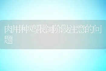 肉用种鸡限饲阶段注意的问题