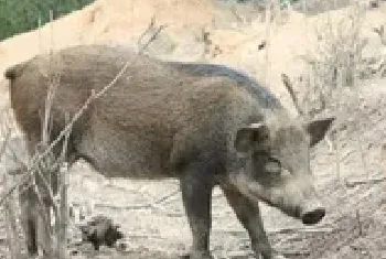 野猪养殖场