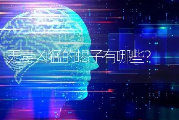 比熊的优点和缺点？