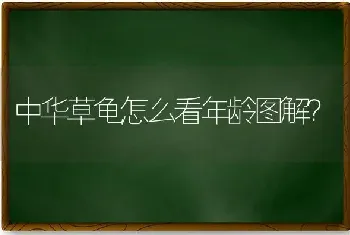 中华草龟怎么看年龄图解？