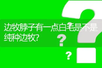 边牧脖子有一点白毛是不是纯种边牧？