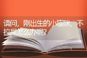 请问，刚出生的小猫咪，不拉屎怎么办呢？