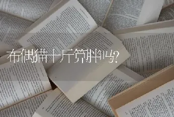 布偶猫十斤算胖吗？