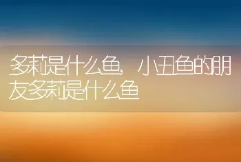 多莉是什么鱼，小丑鱼的朋友多莉是什么鱼