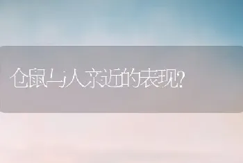 仓鼠与人亲近的表现？