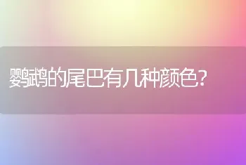 鹦鹉的尾巴有几种颜色？