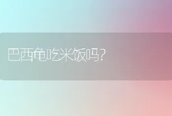 巴西龟吃米饭吗？