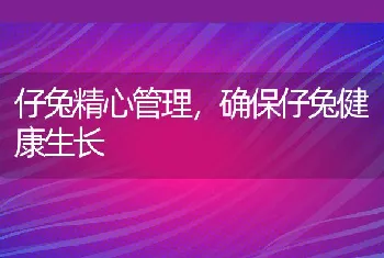 仔兔精心管理，确保仔兔健康生长