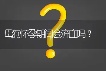 母狗怀孕期间会流血吗？