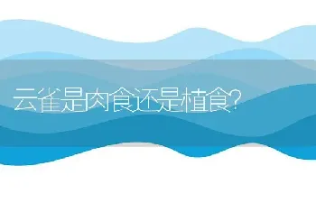 橘白色的猫起什么名字？