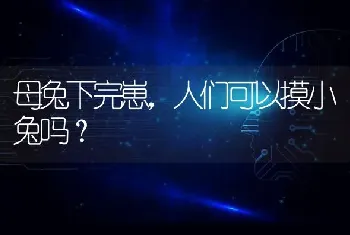 母兔下完崽，人们可以摸小兔吗？