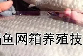 鳊鱼网箱养殖技术