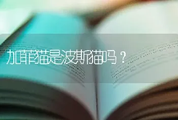 加菲猫是波斯猫吗？