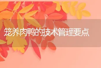 笼养肉鸭的技术管理要点