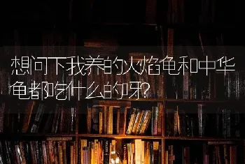 想问下我养的火焰龟和中华龟都吃什么的呀？