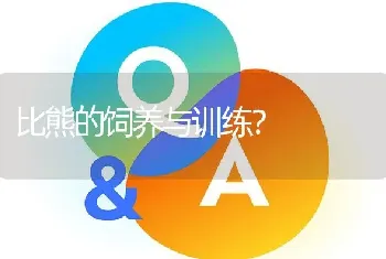 比熊的饲养与训练？