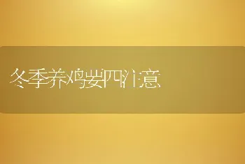 冬季养鸡要四注意