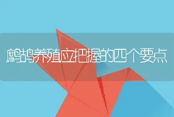 鹧鸪养殖应把握的四个要点