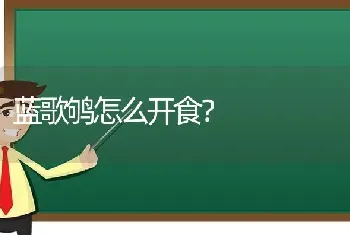 蓝歌鸲怎么开食？