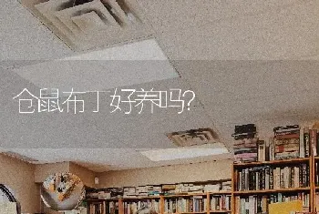 仓鼠布丁好养吗？