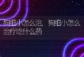 狗细小怎么治，狗细小怎么治疗吃什么药