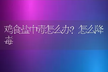 鸡食盐中毒怎么办？怎么降毒