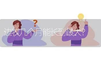 边牧几个月能长到最大？