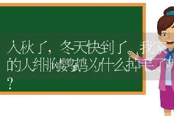 入秋了，冬天快到了。我家的大绯胸鹦鹉为什么掉毛了呢？