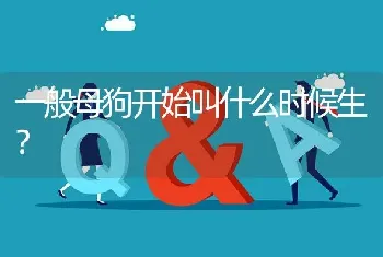 一般母狗开始叫什么时候生？