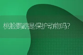 桃脸鹦鹉是保护动物吗？