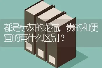 都是标灰的龙猫，贵的和便宜的有什么区别？