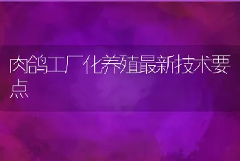 肉鸽工厂化养殖最新技术要点