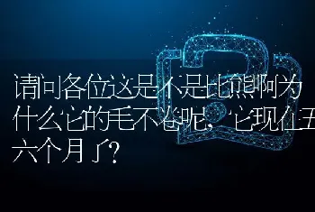 请问各位这是不是比熊啊为什么它的毛不卷呢，它现在五六个月了？