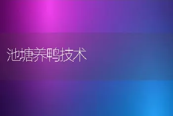 池塘养鸭技术