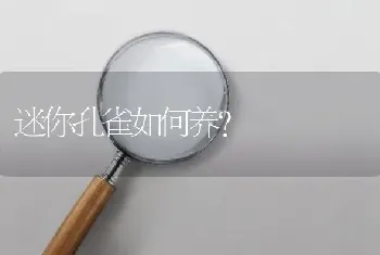 迷你孔雀如何养？