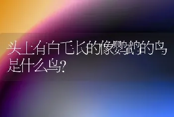 头上有白毛长的像鹦鹉的鸟是什么鸟？