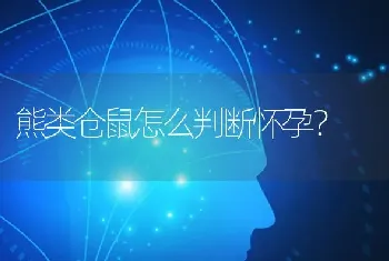 熊类仓鼠怎么判断怀孕？