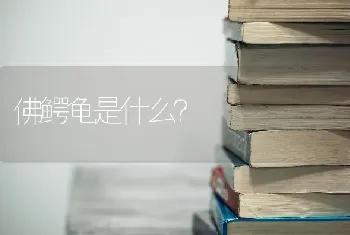 泰迪.比熊.斗牛犬哪个比较乖.更好养？