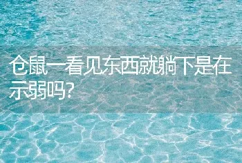 仓鼠一看见东西就躺下是在示弱吗？