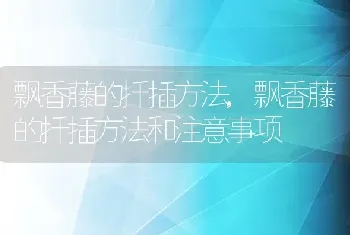 飘香藤的扦插方法，飘香藤的扦插方法和注意事项