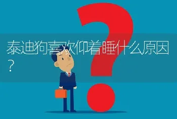 泰迪狗喜欢仰着睡什么原因？