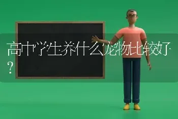 高中学生养什么宠物比较好？