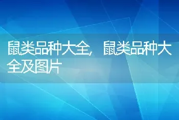 鼠类品种大全，鼠类品种大全及图片