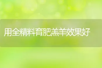 用全精料育肥羔羊效果好