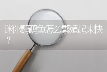 迷你鹦鹉鱼怎么繁殖起来快？